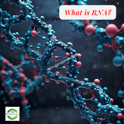 What is RNA