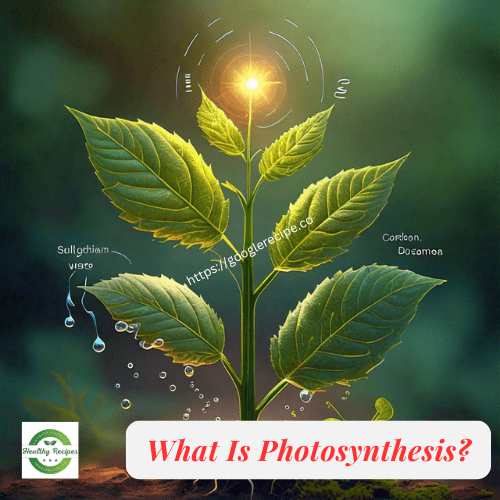 What Is Photosynthesis?