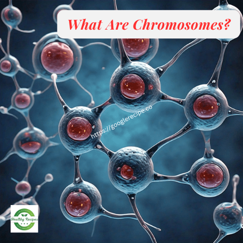 What Are Chromosomes?