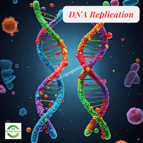 DNA Replication