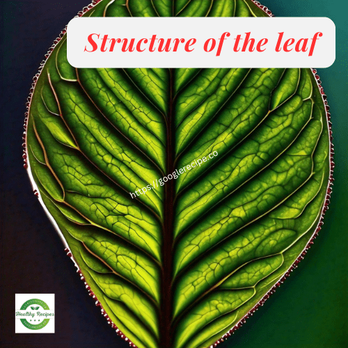 Structure of the leaf