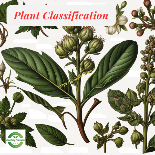 Plant Classification